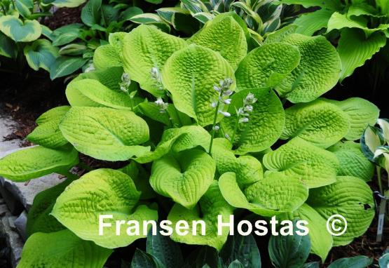 Hosta Faith